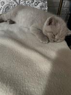 Adorable Purebred British Shorthair Kittens