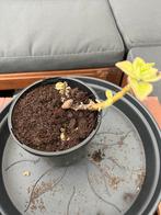 Cubaanse oregano, Spaanse tijm (Plectranthus amboinicus), Tuin en Terras, Planten | Tuinplanten, Vaste plant, Ophalen of Verzenden