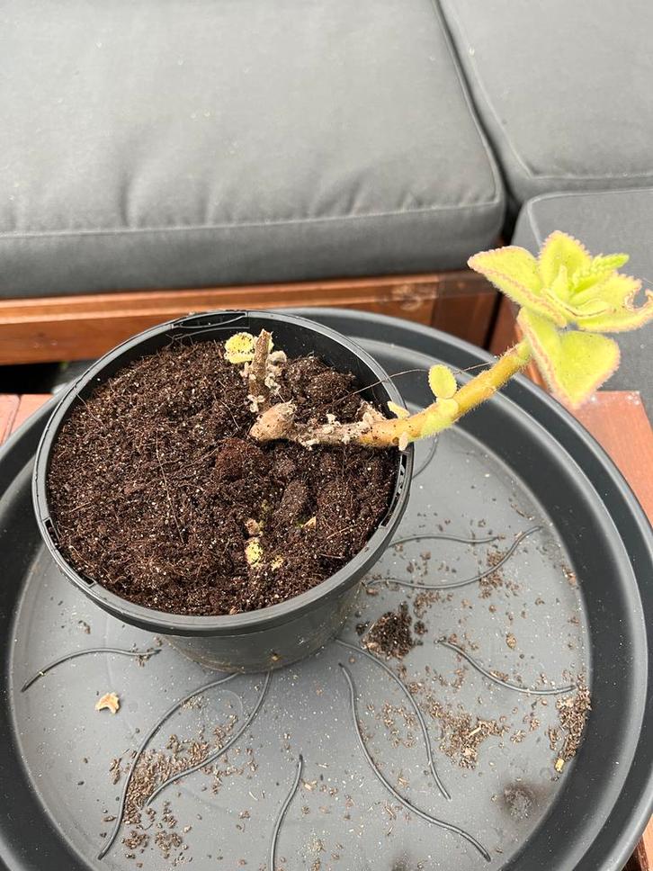 Cubaanse oregano, Spaanse tijm (Plectranthus amboinicus), Tuin en Terras, Planten | Tuinplanten, Vaste plant, Kruiden, Halfschaduw