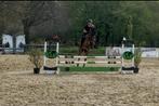 Springpaard, lieve Fokmerrie goede afstamming, Dieren en Toebehoren, Paarden, Merrie, Springpaard, Met stamboom, 7 tot 10 jaar