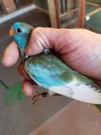 Aqua blauw ef gezoomd, Dieren en Toebehoren, Vogels | Parkieten en Papegaaien, Geslacht onbekend, Parkiet, Geringd