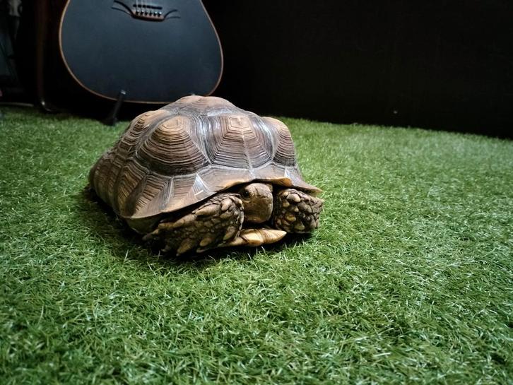 Sulcata schildpad, sporen schildpad +-4 jaar