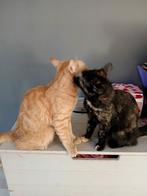 Katten 2x gratis afhalen wie o wie ??, Dieren en Toebehoren, Meerdere dieren, Kortharig, 0 tot 2 jaar