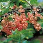 Bessenstruik Gloire des Sablons (roze), Ophalen, Volle zon, Vaste plant, Fruitplanten