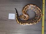 Python curtus brongersmai, Dieren en Toebehoren, Reptielen en Amfibieën, Slang, 0 tot 2 jaar