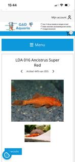 Ancistrus super red, Dieren en Toebehoren, Vis