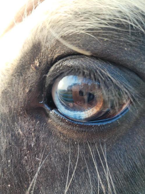Gezocht/gevraagd: Tinkers die een 5*huisje zoeken., Dieren en Toebehoren, Paarden, Meerdere dieren, B, Minder dan 160 cm