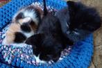 Kittens aangeboden     3 poesjes, Dieren en Toebehoren, Katten en Kittens | Overige Katten, Meerdere dieren, Kortharig, 0 tot 2 jaar