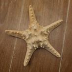 Zeester - 25 cm, Ophalen of Verzenden