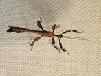 Australische flappentakken (PSG 9) allleen volwassen mannen, Dieren en Toebehoren, Insecten en Spinnen, Wandelende tak