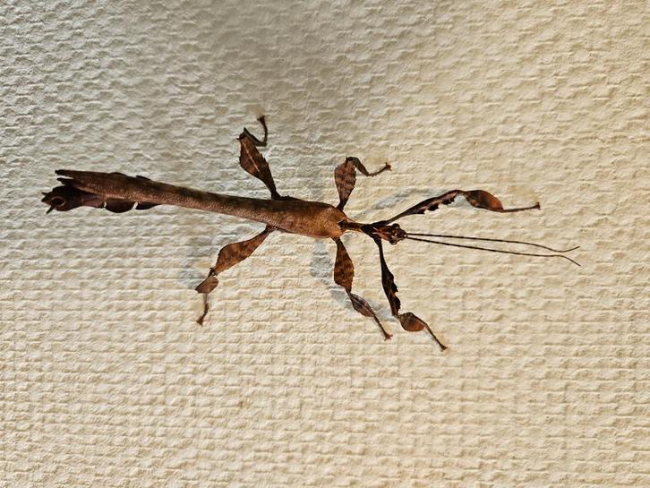 Australische flappentakken (PSG 9) allleen volwassen mannen, Dieren en Toebehoren, Insecten en Spinnen, Wandelende tak