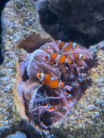 Amphiprion Ocellaris (clownvis, anemoonvis, nemo), Ophalen, Overige typen