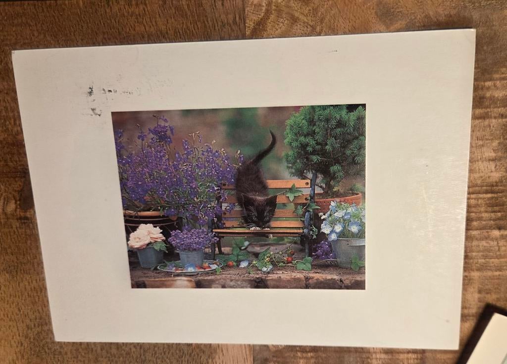 Kleine zwarte kitten op tuinbank, Verzenden, 1980 tot heden