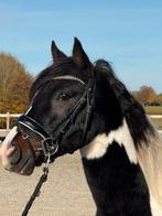 Super leuke alles kunnen! 5 jr d pony,ook voor kleine kinds, Dieren en Toebehoren, Pony's, Ruin