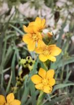 Zaden Sisyrinchium macrocarpum Bieslelie, Tuin en Terras, Ophalen of Verzenden, Volle zon, Zaad