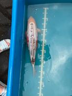 Shusui - 55 cm, Dieren en Toebehoren, Karper of Koi