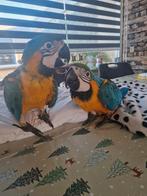 Blauw gele ara jong, Mannelijk, Geringd