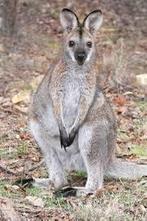 Gezocht wallabys en andere parkdieren, Dieren en Toebehoren, Overige Dieren, Oktober, Meerdere dieren
