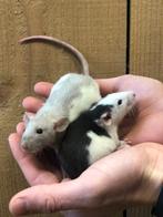 Tamme ratjes | Husky ratjes | Al uw benodigdheden, Dieren en Toebehoren, Knaagdieren, Rat, Vrouwelijk, Tam, Oktober