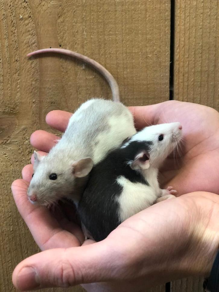 Tamme ratjes | Husky ratjes | Al uw benodigdheden, Dieren en Toebehoren, Knaagdieren, Vrouwelijk, Rat, Oktober, Tam