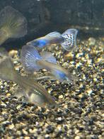 2 hele mooie paars/ blauw guppen, Dieren en Toebehoren, Vissen | Aquariumvissen, Vis, Zoetwatervis, Schoolvis