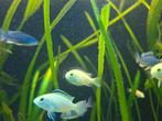Labidochromis caeruleus malawi, Dieren en Toebehoren, Vissen | Aquariumvissen, Vis, Zoetwatervis