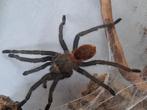 Vogelspin. Chomatopelma Cyaneopuescens., Dieren en Toebehoren, Spin of Schorpioen