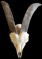 Schedel geiten  bok 33 cm, Nieuw, Ophalen of Verzenden, Nvt, Nvt