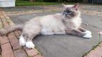 Ragdoll kittens verwacht, Dieren en Toebehoren, Katten en Kittens | Raskatten | Langhaar, Meerdere dieren, Ontwormd, 0 tot 2 jaar
