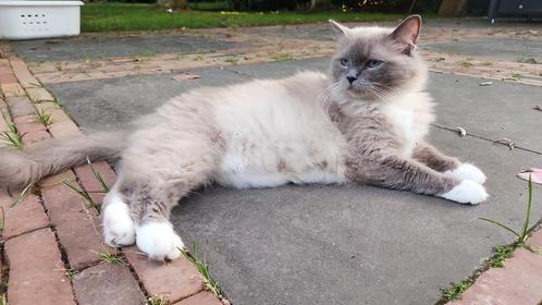 Ragdoll kittens verwacht, Dieren en Toebehoren, Katten en Kittens | Raskatten | Langhaar, Meerdere dieren, 0 tot 2 jaar, Ontwormd