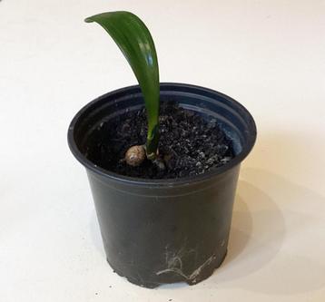 Kiemplantjes Clivia beschikbaar voor biedingen