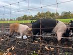 Husumer biggen, Mannelijk, Schaap