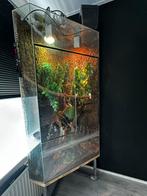 Groot terrarium, Ophalen, Zo goed als nieuw, Terrarium of Paludarium