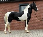 Super bewegende zwart bonte KWPN hengst !, Dressuurpaard, Hengst, 3 tot 6 jaar, 160 tot 165 cm