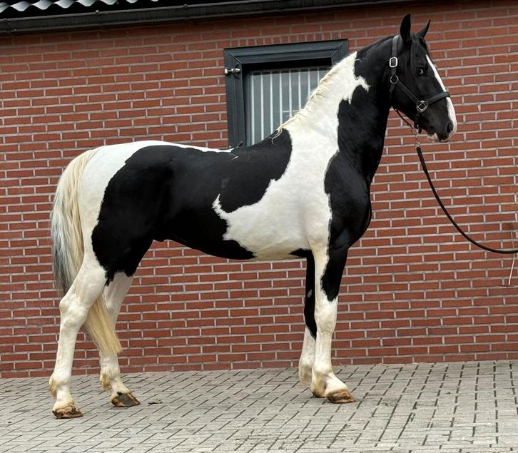 Super bewegende zwart bonte KWPN hengst !, Dieren en Toebehoren, Paarden, Hengst, Onbeleerd, 160 tot 165 cm, 3 tot 6 jaar, Dressuurpaard