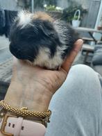 Cavia, beertje, driekleur., Dieren en Toebehoren, Knaagdieren, Cavia, Mannelijk, Mei, Tam
