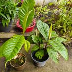 Loquat Planten (Japanse Mispel) - 3 stuks, Ophalen, Fruitplanten, Volle zon