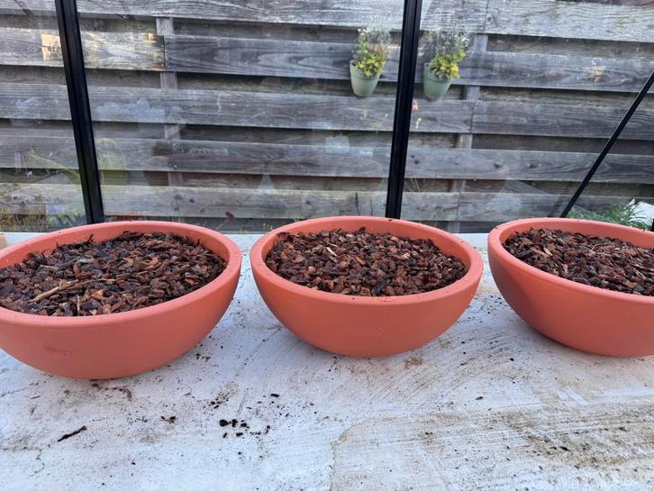 Bollenschaal 40cm goed gevuld, Tuin en Terras, Planten | Tuinplanten, Overige soorten, Volle zon, Ophalen of Verzenden