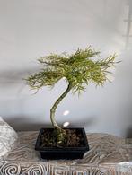 Larix Bonsai, Tuin en Terras, Planten | Bomen, Ophalen of Verzenden, Bloeit niet, Overige soorten, Minder dan 100 cm