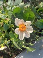 Dahlia knollen, Tuin en Terras, Bloembollen en Zaden, Ophalen, Volle zon, Knol