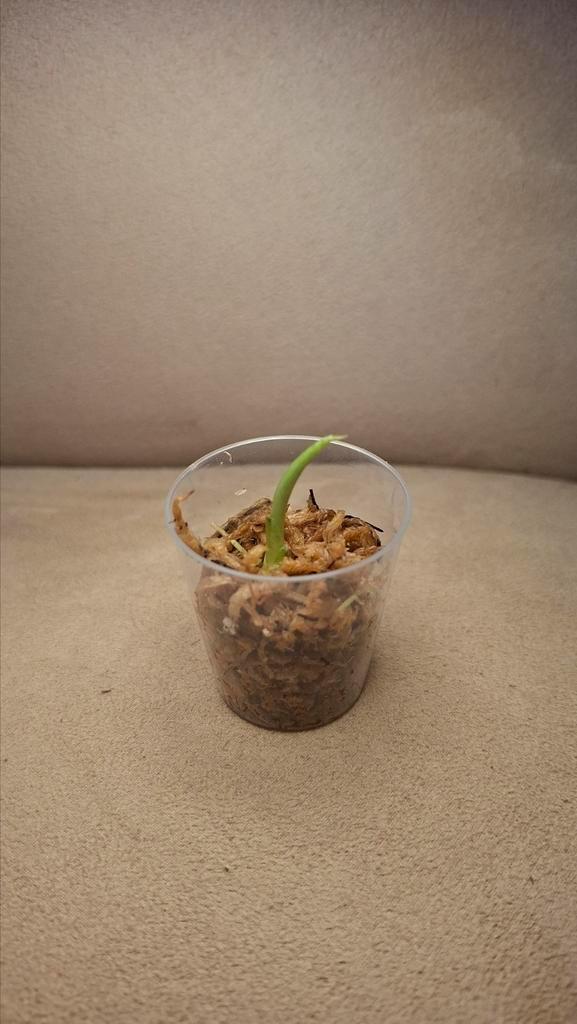 alocasia Heterophylla knolletje, Huis en Inrichting, Kamerplanten, Overige soorten, Minder dan 100 cm, Groene kamerplant, Halfschaduw