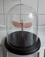 Diesbachia Tamyris  onder stolp van glas 28cm hoog, Ophalen of Verzenden, Zo goed als nieuw