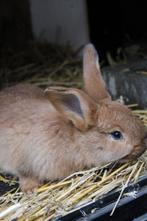 Haaskleur vlaamse reuzen, Dieren en Toebehoren, Konijnen, Meerdere dieren, Groot