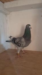 Fond doffer  Bart van den Bovenkamp, Dieren en Toebehoren, Vogels | Duiven, Mannelijk, Postduif