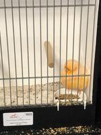 dieren en toebehoren, Dieren en Toebehoren, Vogels | Kanaries, Meerdere dieren, Kleurkanarie