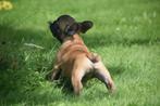 Franse bulldog pups, Dieren en Toebehoren, Honden | Bulldogs, Pinschers en Molossers, Rabiës (hondsdolheid), 15 weken tot 1 jaar