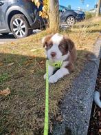 Laatste border collie reutje, Dieren en Toebehoren, België, Particulier, Reu, CDV (hondenziekte)