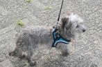 SNUFFIE, ZACHTAARDIG, LIEF, MINI TEEFJE, SCHOOTHONDJE, Dieren en Toebehoren, Honden | Niet-rashonden, 6 jaar of ouder, Rabiës (hondsdolheid)