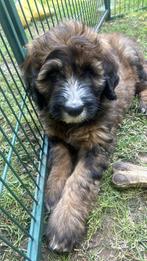 Leondoodle Berner Sennen pups, Rabiës (hondsdolheid), 8 tot 15 weken, Geslacht onbekend, Groot