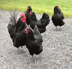 australorp hennen,kiukens,broedeieren, Vrouwelijk, Kip